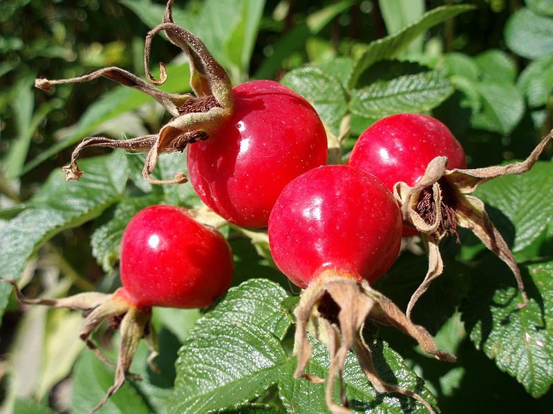 Herbal Tea Garden Herb Types to Grow How To Build A House