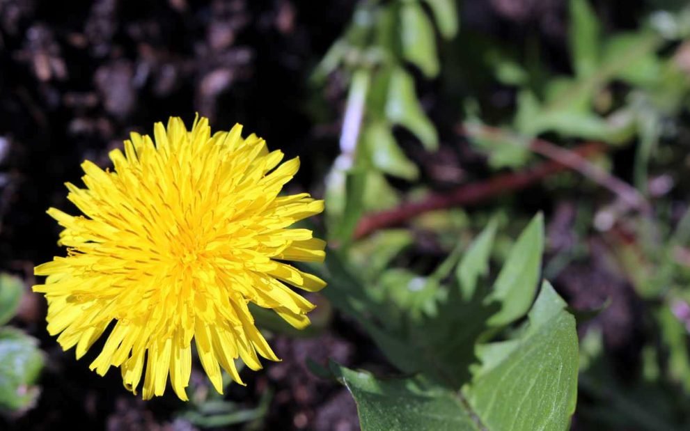 Natural Ways to Get Rid of Dandelions