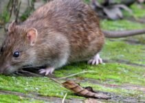 Regular and Ecological Ways to Keep Mice out of Your Home Regular and Ecological Ways to Keep Mice out of Your Home