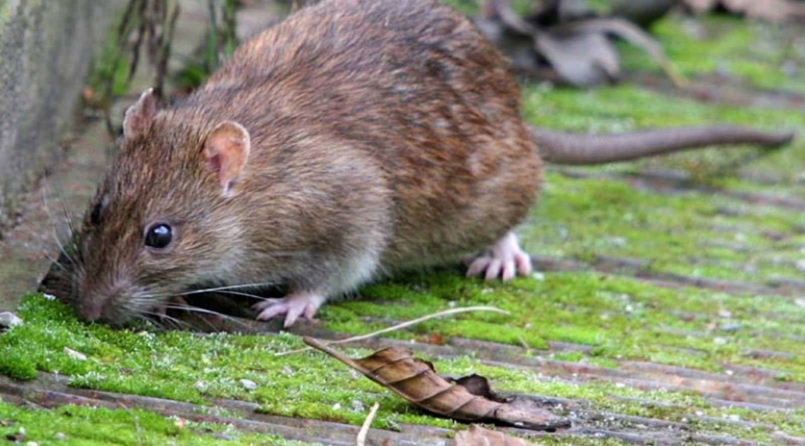 Фото крысы. Серая крыса Пасюк. Серая крыса Rattus norvegicus. Туркестанская крыса. Серая крыса (Rattus norvegicus berkenhout, 1769).