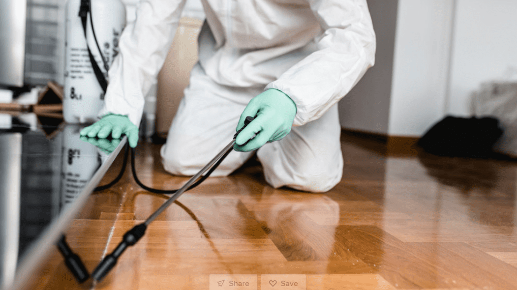 The Best Way to Get Rid of Silverfish The Best Way to Get Rid of Silverfish