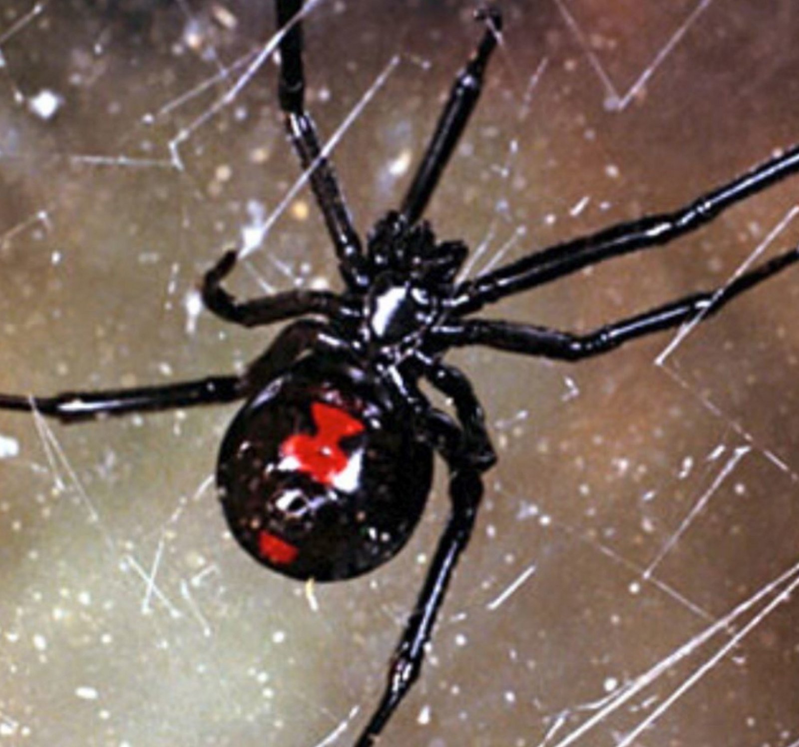 Get Rid of Spiders from Your House