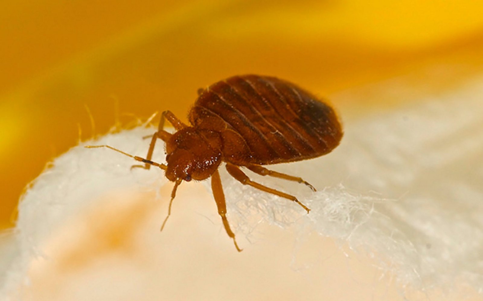 How to Prevent Bed Bugs from Spreading Into Your Home