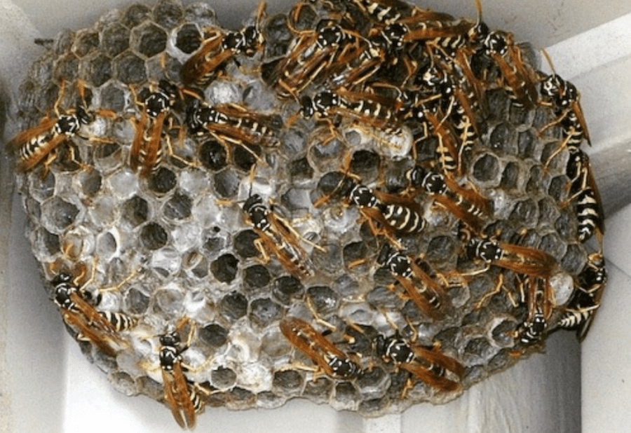 Controlling Wasps, Hornets and Yellowjackets