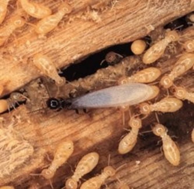 Get Rid of Termites Inside of Your Home