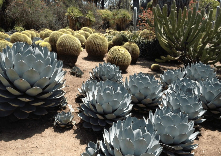 How to Design and Plant a Desert Garden