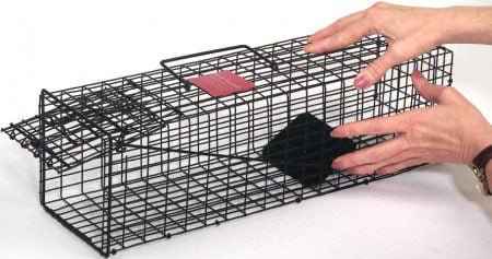 Animal Trap