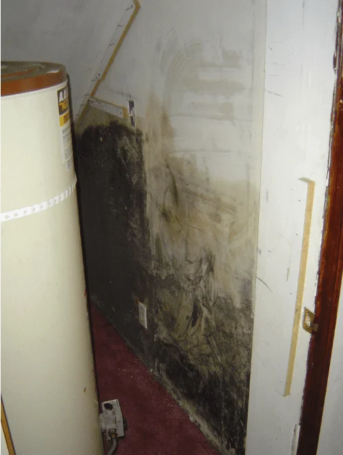 Buying a House with Mold Problem!? – Pros and Cons Buying a House with Mold Problem!? – Pros and Cons