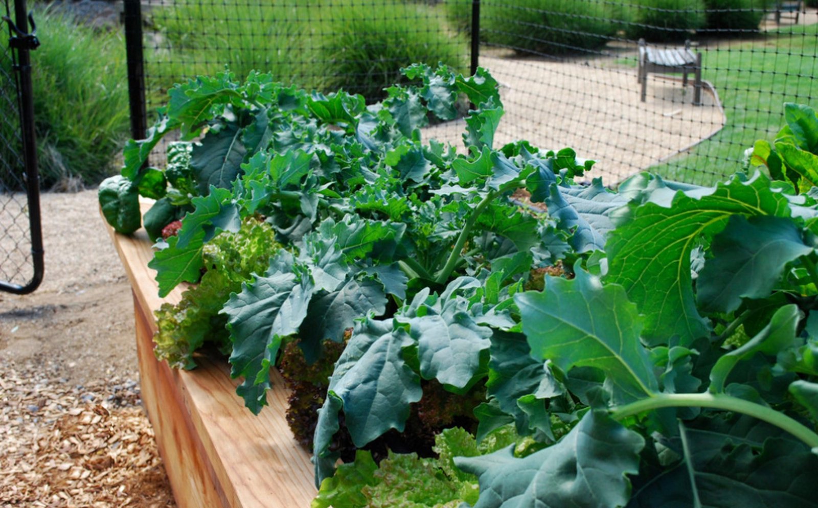 How to Grow your Own Fresh Vegetables