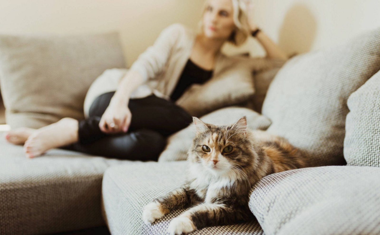 How to Remove Pet Hair from Your Furniture, Carpets and Clothing