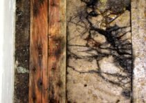How to Eliminate Mold from Cottage Walls How to Eliminate Mold from Cottage Walls