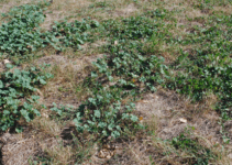 Weeds that Can Be Beneficial to Your Yard or Garden