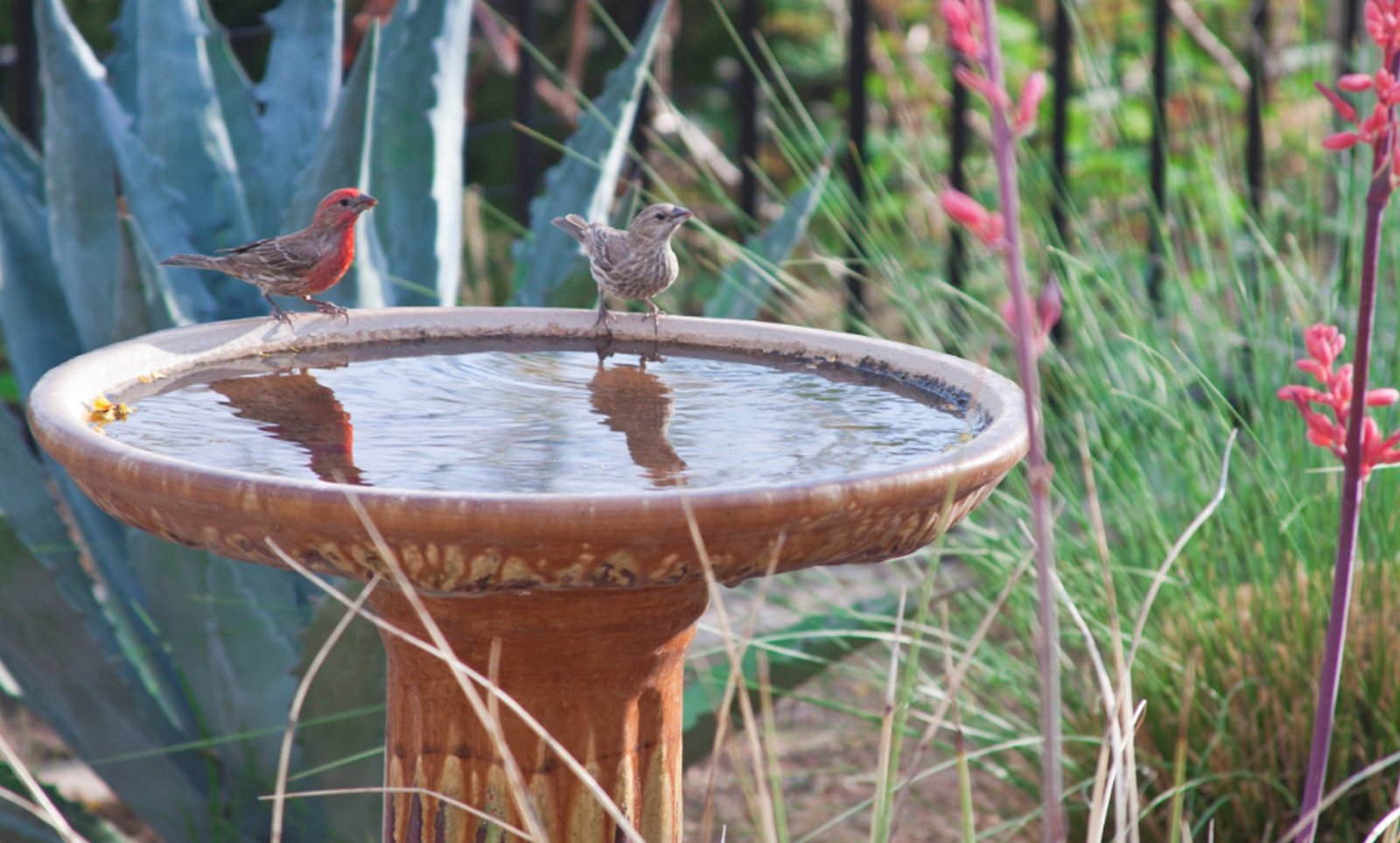 Attracting and Feeding Wild Birds in Your Home Backyard