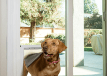 How to Install a Pet Door in a Wood Door? How to Install a Pet Door in a Wood Door?
