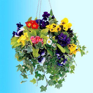 Flower Hanging Baskets | Maintaining Tips | How To Build A House