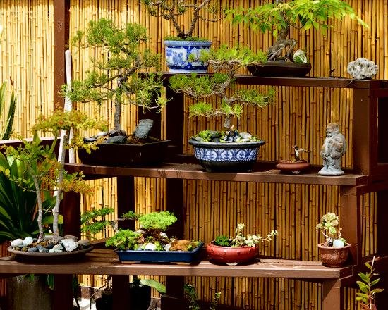 Bonsai – A Symbol of Harmony and Elegance
