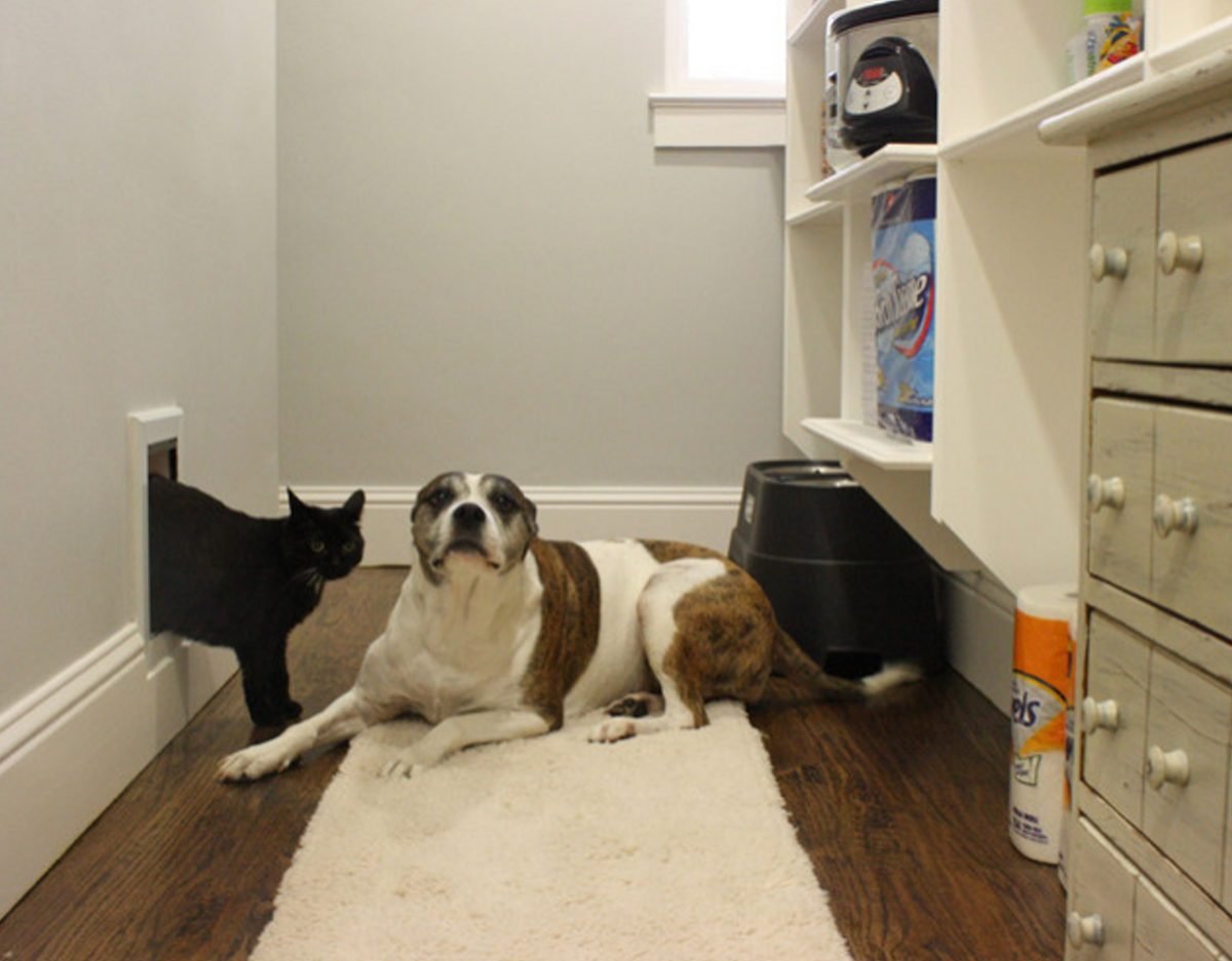 What Are the Reasons of Dog or Cat Neutering What Are the Reasons of Dog or Cat Neutering