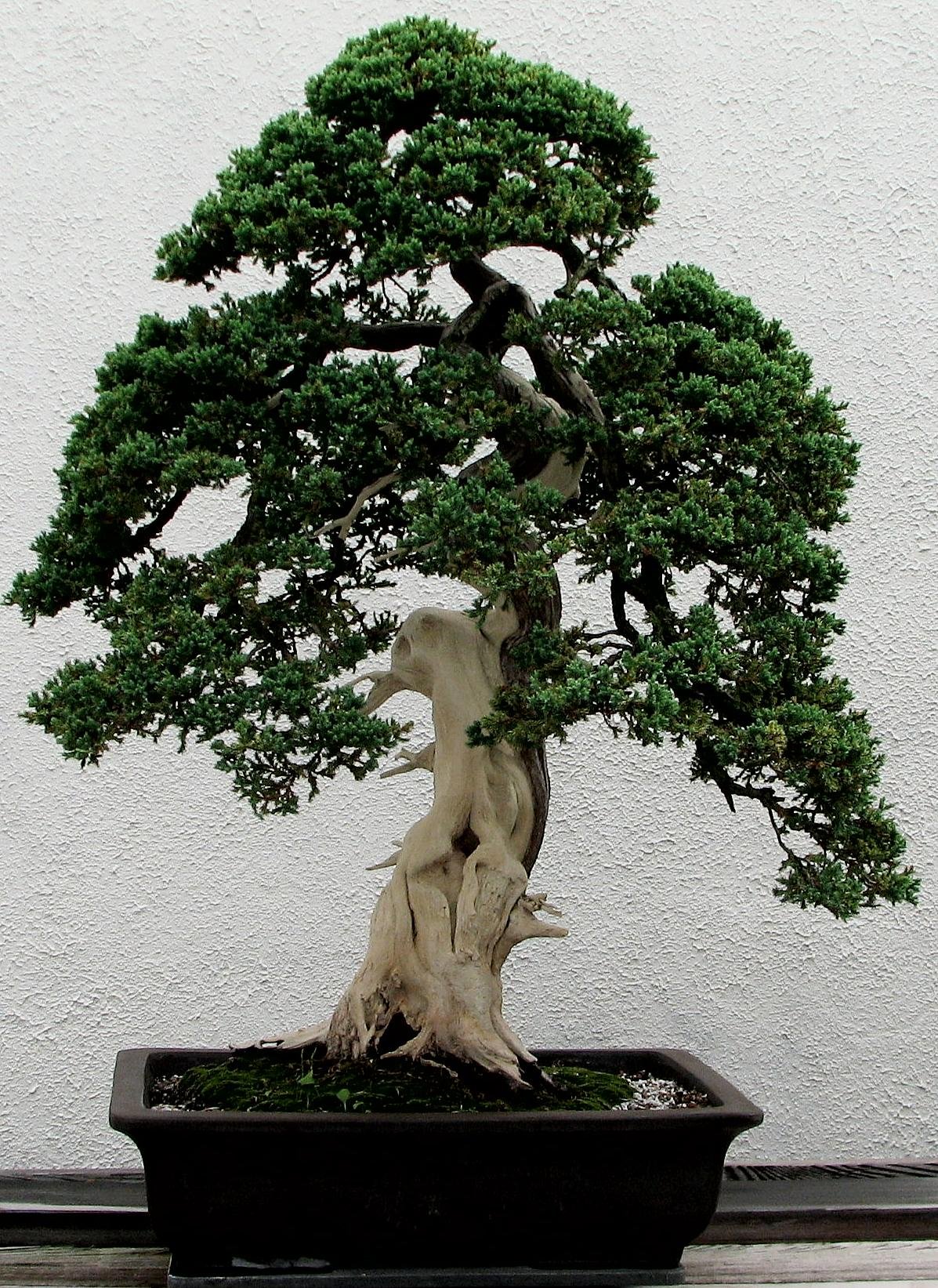 A Symbol of Harmony and Elegance - Bonsai | How To Build A House