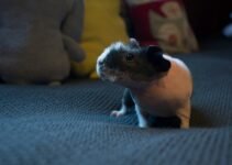 Winter Care Tips for Guinea Pigs