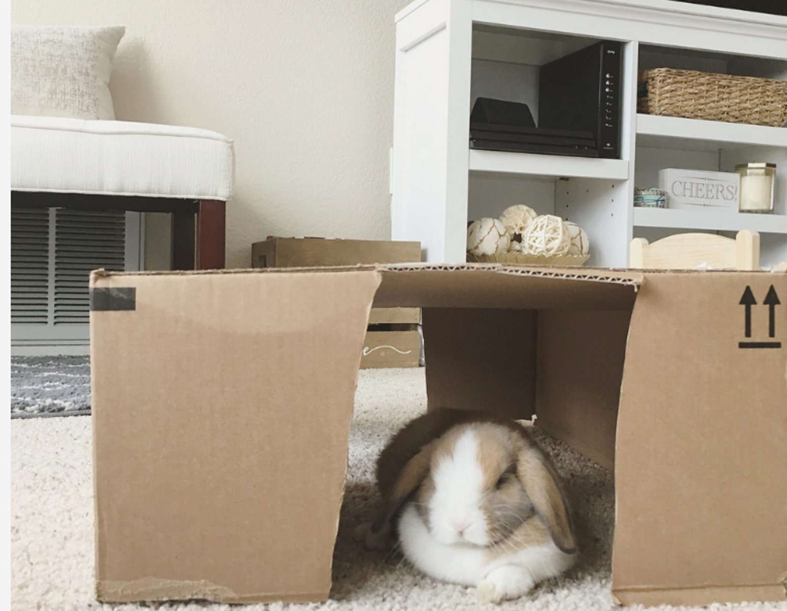 Special Breeds of Rabbits