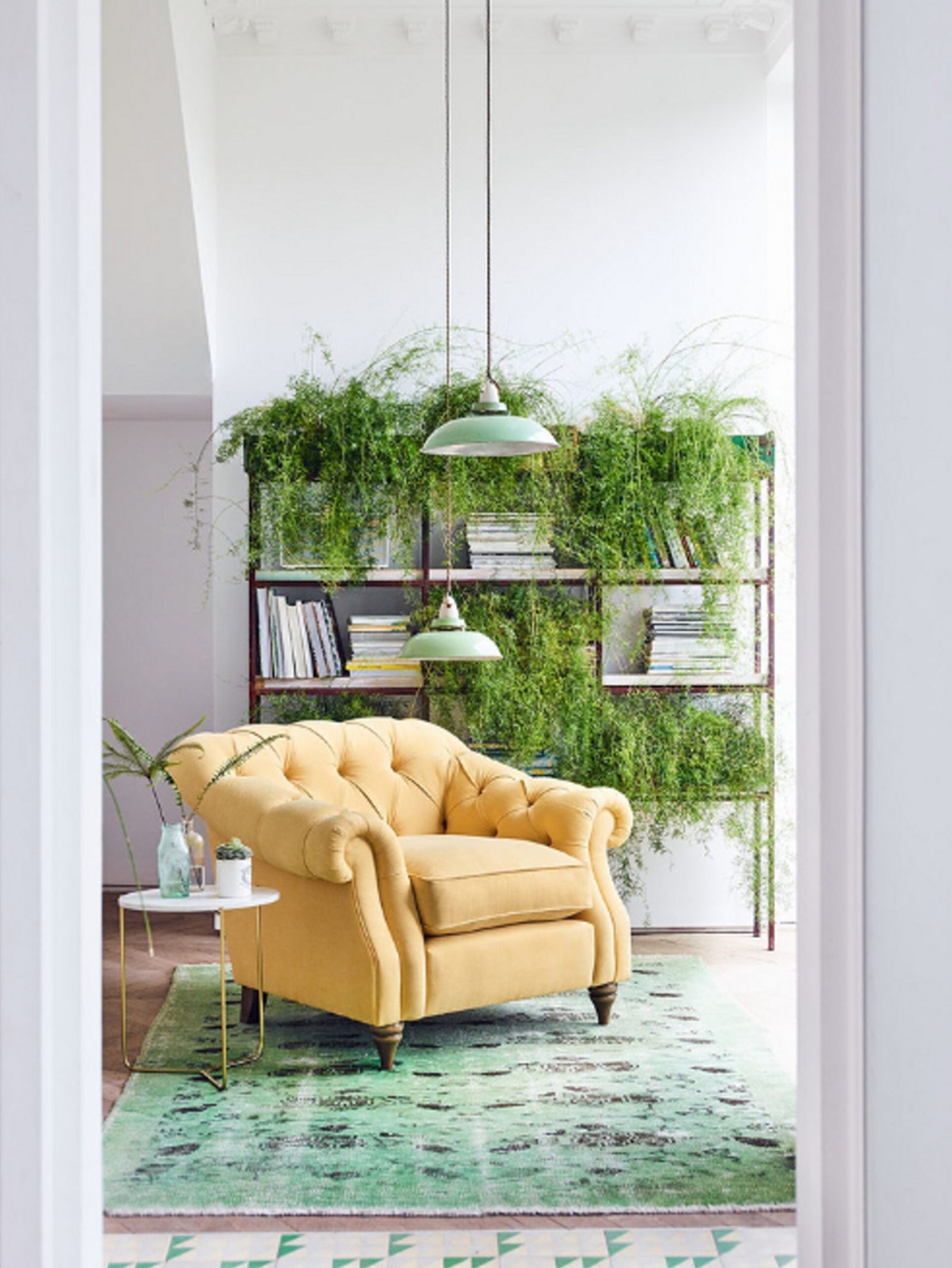 Indoor Plants that Will Refresh the Look of Your Home