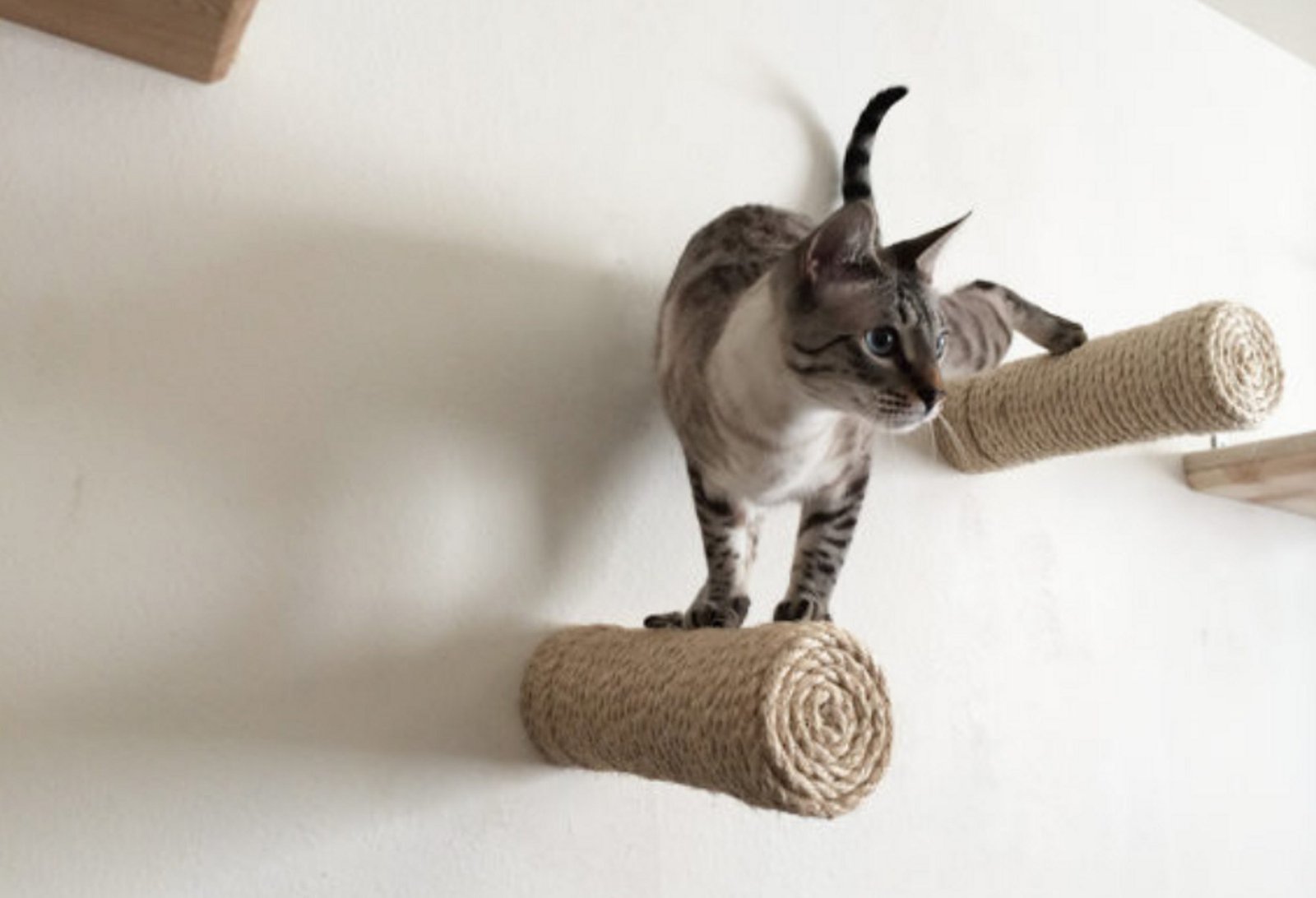 Why Your Cat Wakes You Up during the Night Why Your Cat Wakes You Up during the Night