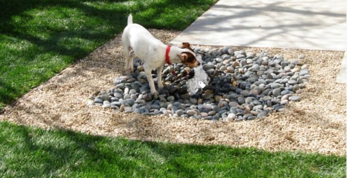 Pet’s Dental Scaling – When and How to Do It?