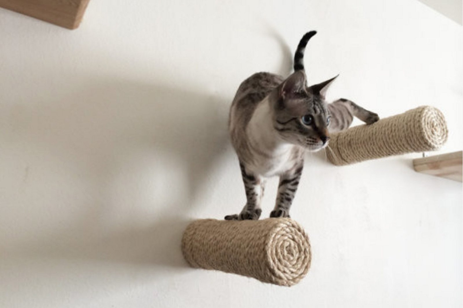 Why Cats Prefer Women more than Men? Why Cats Prefer Women more than Men?