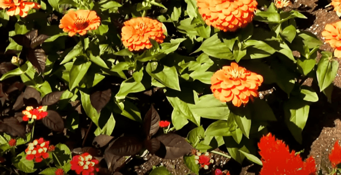 How to border the flower beds in your garden?