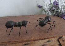 Ants on the terrace | Drive away the insects with natural means! Ants on the terrace | Drive away the insects with natural means!