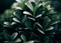 The most beautiful garden shrubs, evergreen The most beautiful garden shrubs, evergreen