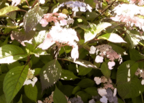 How to DECORATE your GARDEN with Style and Creativity How to DECORATE your GARDEN with Style and Creativity