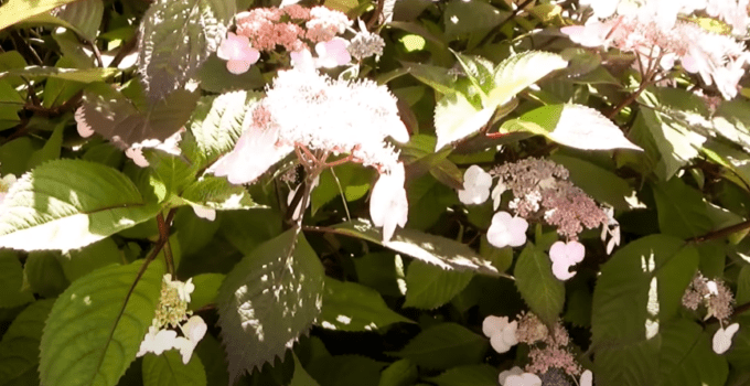 How to DECORATE your GARDEN with Style and Creativity