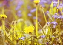 How to Have a Dandelion-Free Garden