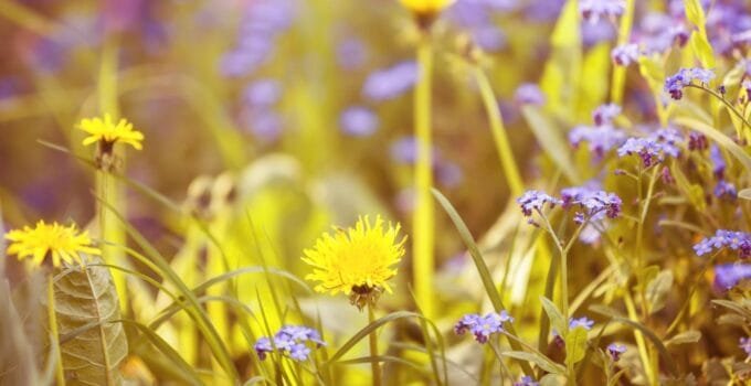 How to Have a Dandelion-Free Garden