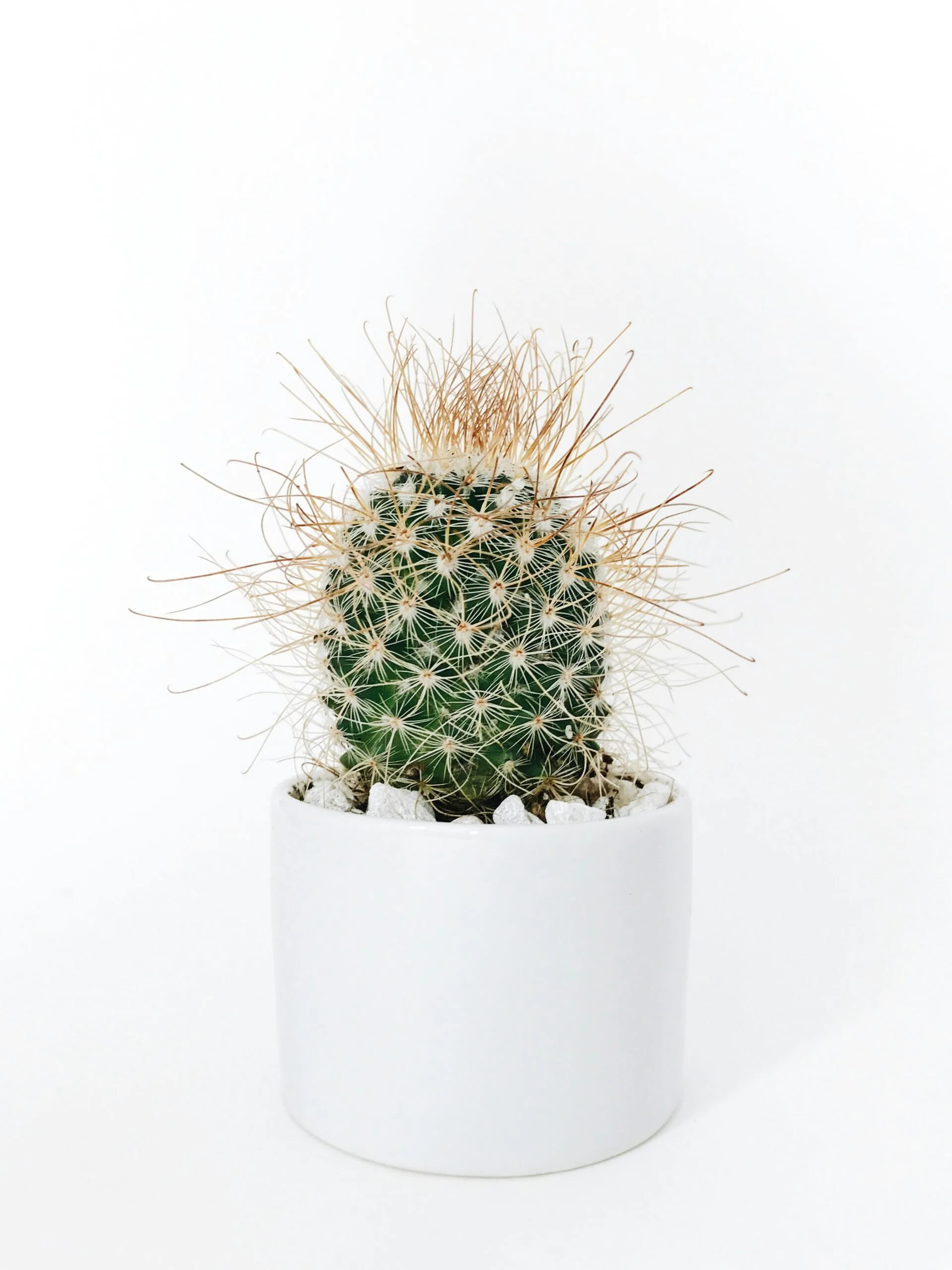 green cactus plant in vase