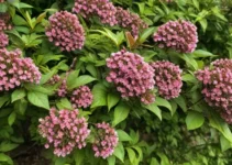 Everything About Spirea: From Varieties to Care and Pruning Everything About Spirea: From Varieties to Care and Pruning