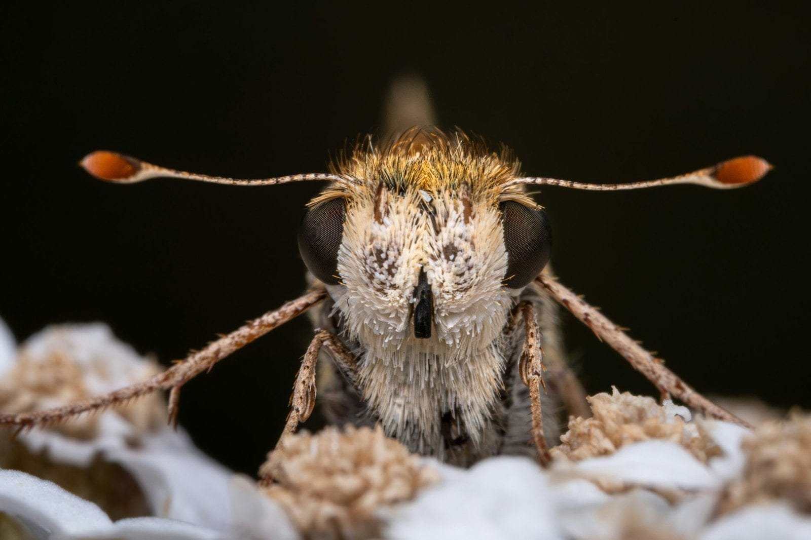 a close up of a bug on a bed of snow