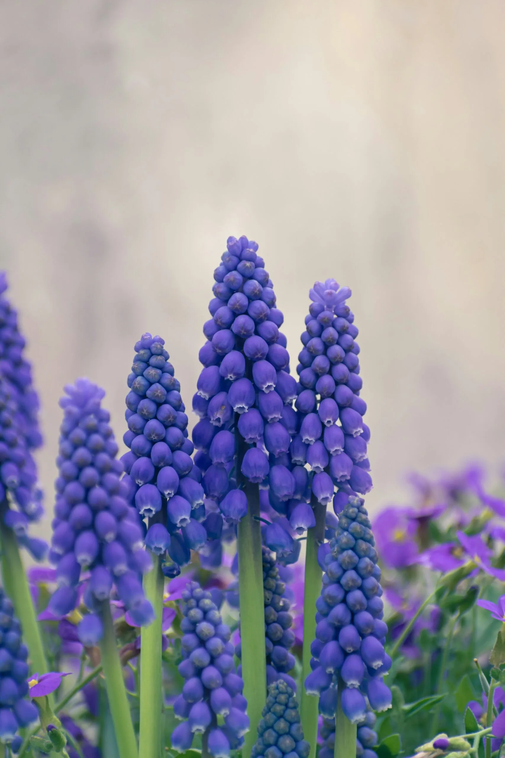 The Benefits of Planting Perennial Flowers in Your Home Garden The Benefits of Planting Perennial Flowers in Your Home Garden