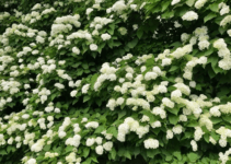 Grow Climbing Hydrangea Like a Pro! Grow Climbing Hydrangea Like a Pro!