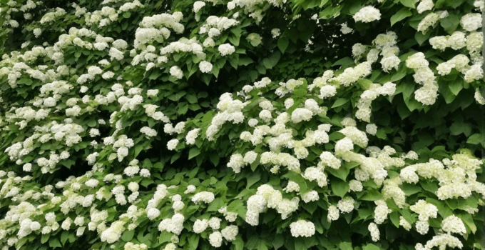 Grow Climbing Hydrangea Like a Pro! Grow Climbing Hydrangea Like a Pro!