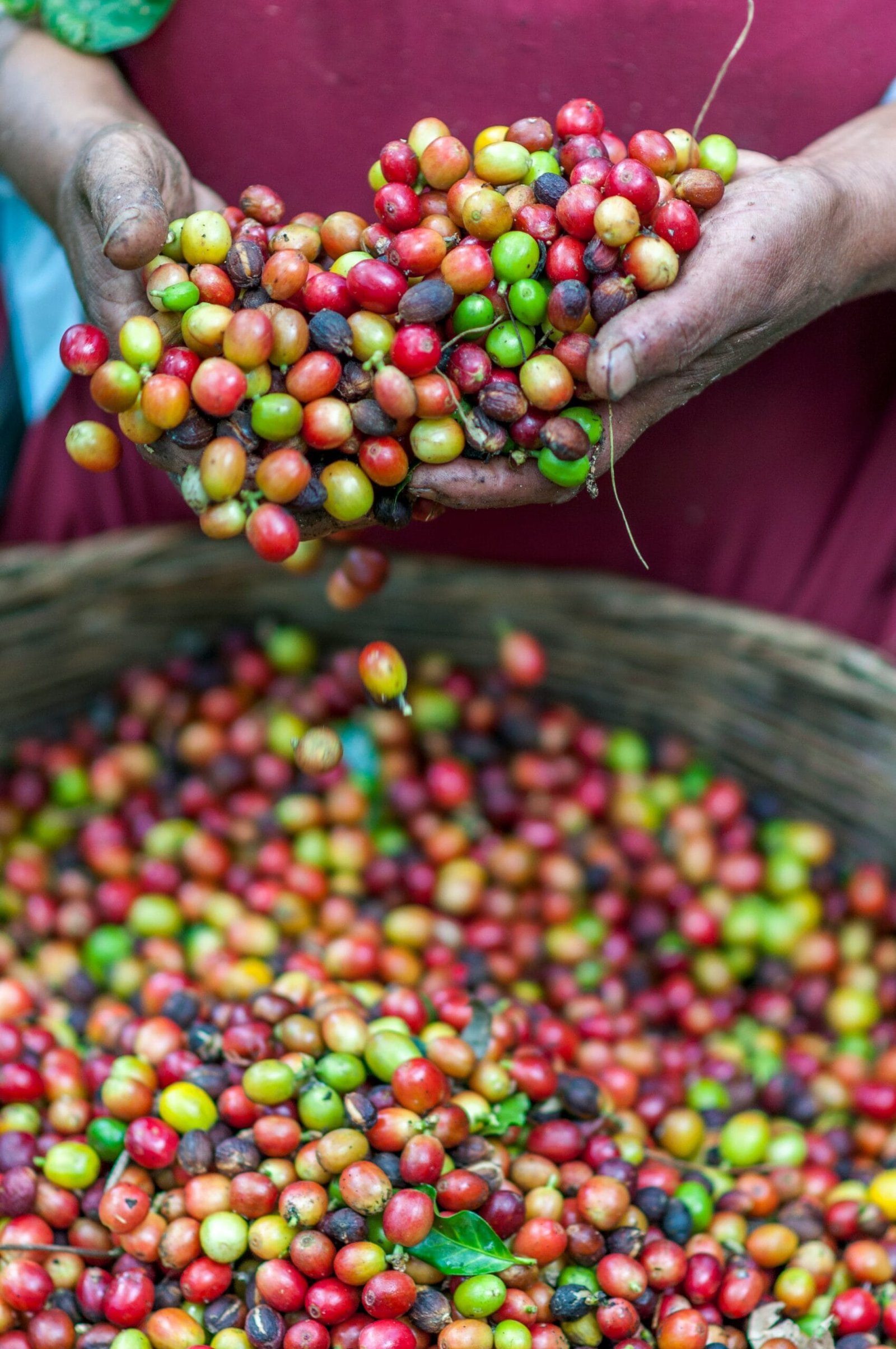 person showing bunch of seeds