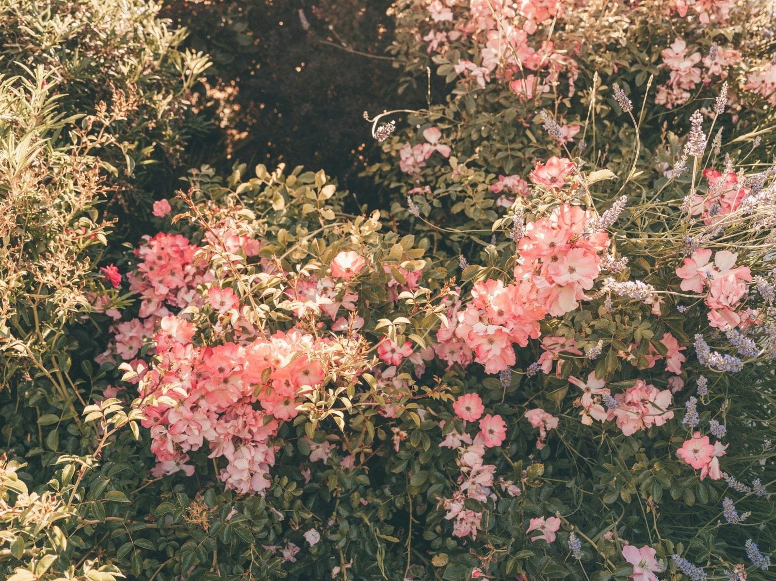 pink flowers with green leaves