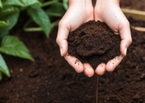 Coffee Grounds: A Miracle Remedy for Your Garden Coffee Grounds: A Miracle Remedy for Your Garden
