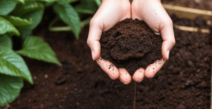 Coffee Grounds: A Miracle Remedy for Your Garden Coffee Grounds: A Miracle Remedy for Your Garden