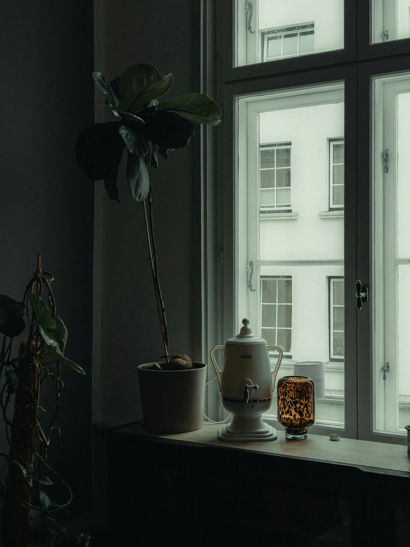 a potted plant sitting on top of a table next to a window