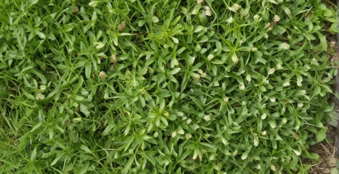 Yes! The Weed Trick That Actually Works!