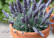 Perennial Lavender in a Pot: How to Overwinter It Like a Pro Perennial Lavender in a Pot: How to Overwinter It Like a Pro