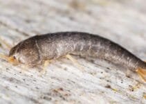 Silverfish – 6 Simple Tips to Combat the Pest Silverfish – 6 Simple Tips to Combat the Pest