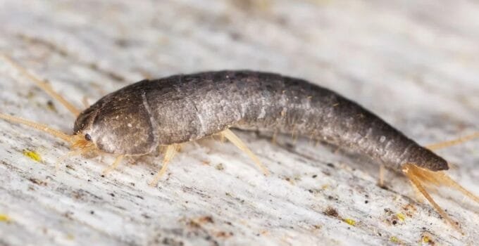 Silverfish – 6 Simple Tips to Combat the Pest